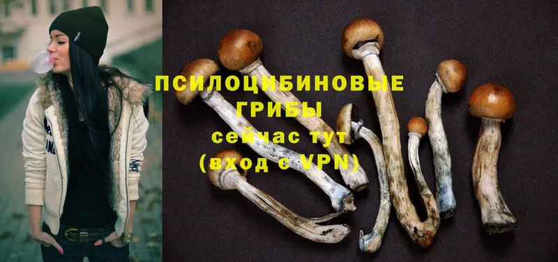 Псилоцибиновые грибы MAGIC MUSHROOMS  купить наркоту  hydra ТОР  Ефремов 